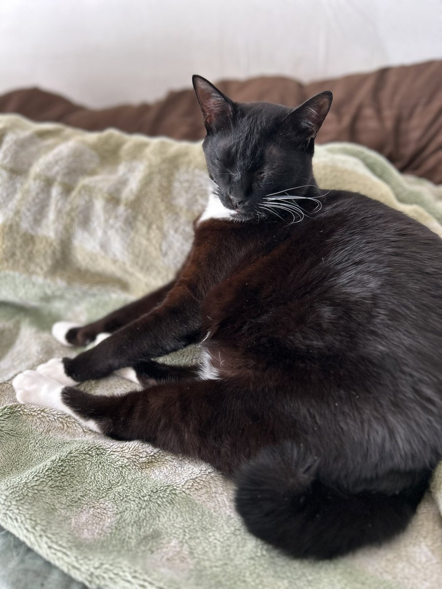 島猫兄弟セブン&カイ🐈‍⬛🐈 (@seven_and_kai) / Posts / X