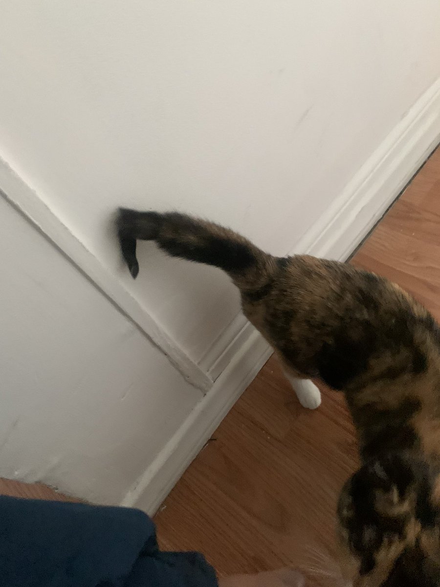 Hello, I’ve been crying my eyes out for the past few days over the condition of my kitten Calypso. Please consider helping out by sharing at the very least. This is an urgent matter and I’m unable to get a loan, I’ve tried seemingly everything. Advice welcomed.