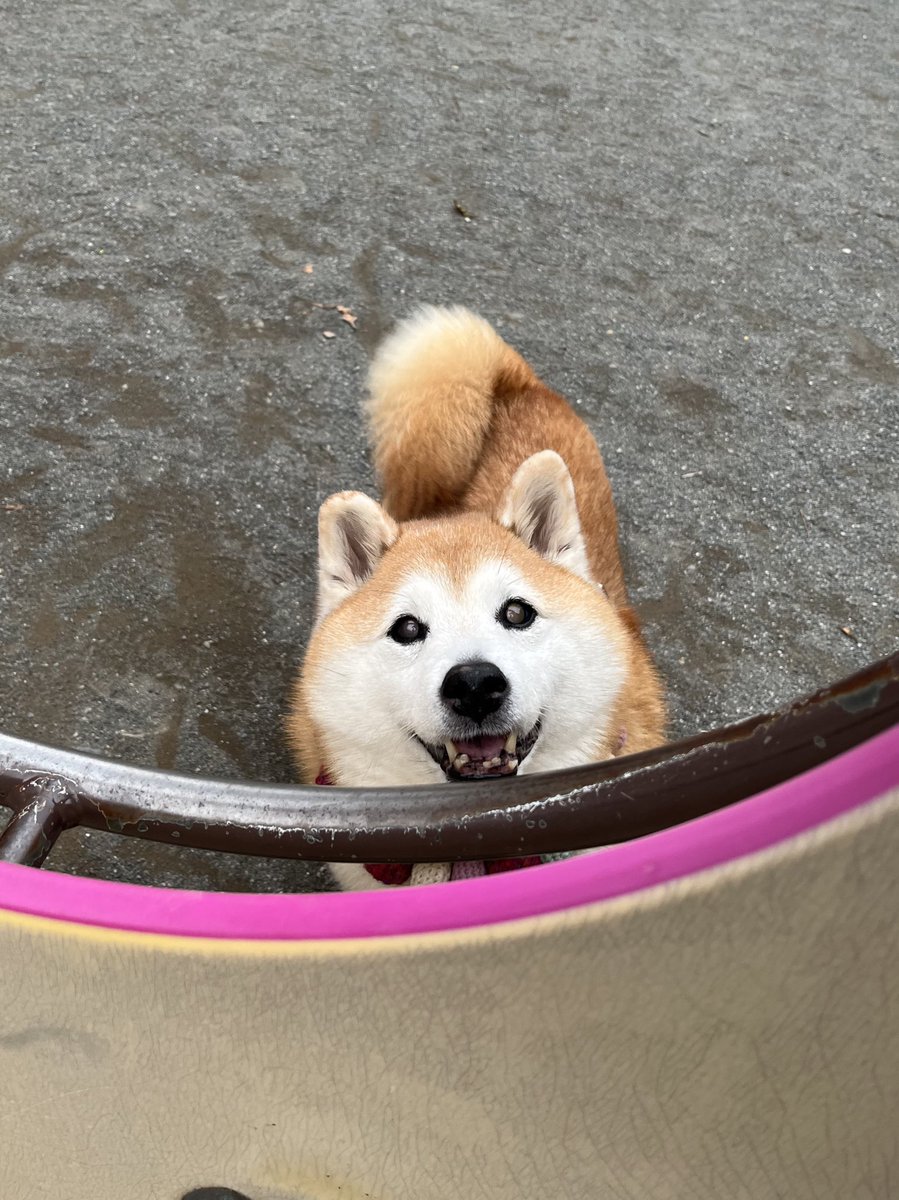 まるちゃん、こんにちは！ たくさん遊べたかなー😊 まるちゃんのおてて