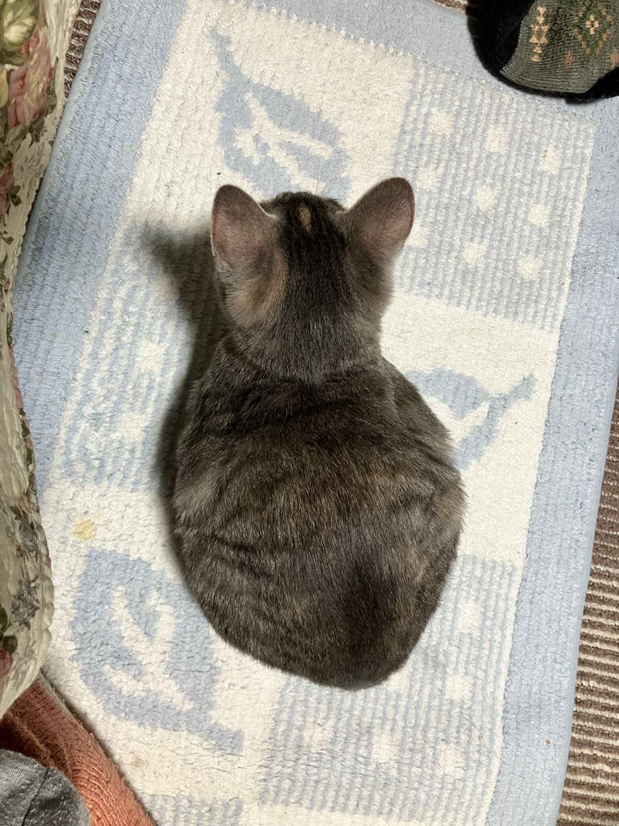 __ssc96's tweet photo. まるっとしててかわよい https://t.co/TeHwg49Mqf