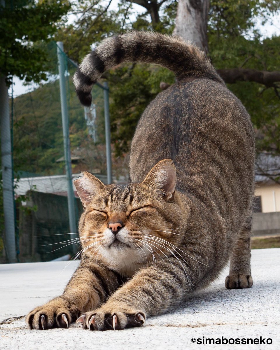 ぱお (@pao5656) / Posts / X