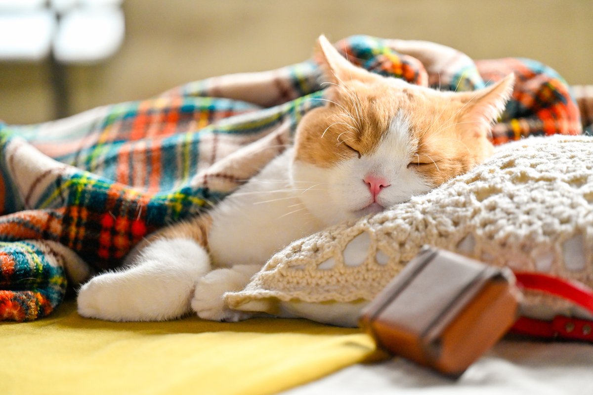 にゃらん (@nyalan_jalan) / Posts / X