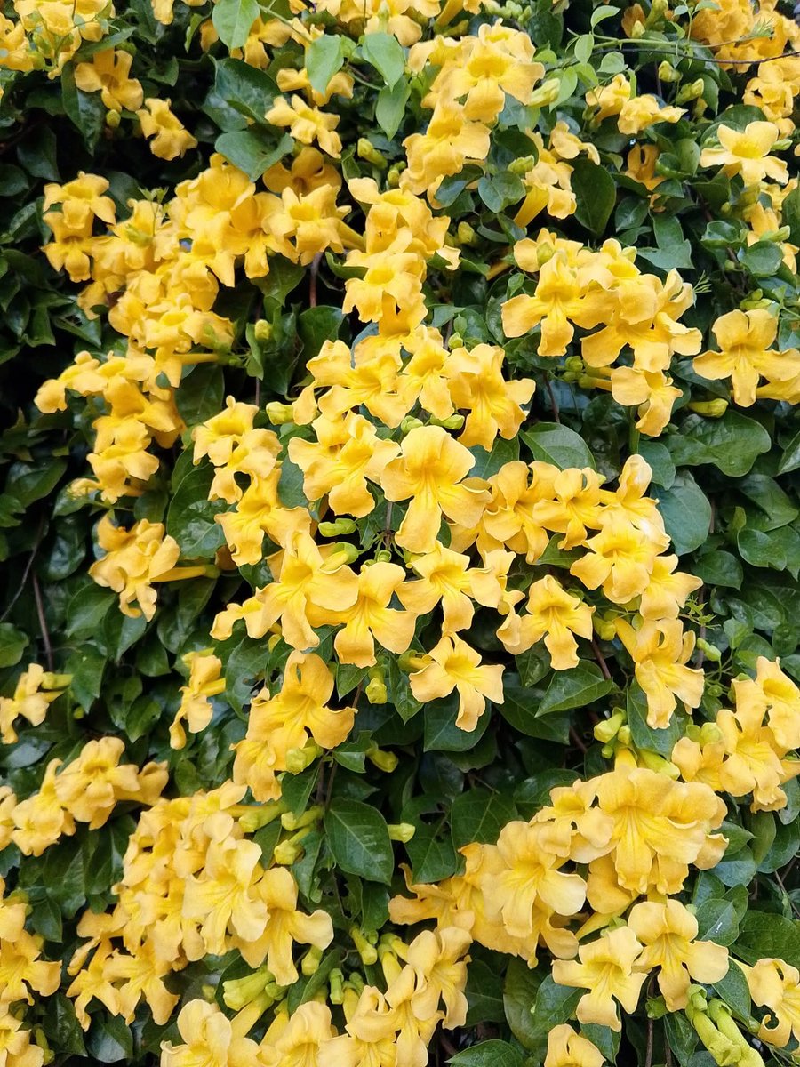 เหลืองชัชวาลมีพวงครามแจมด้วยนิดหน่อย