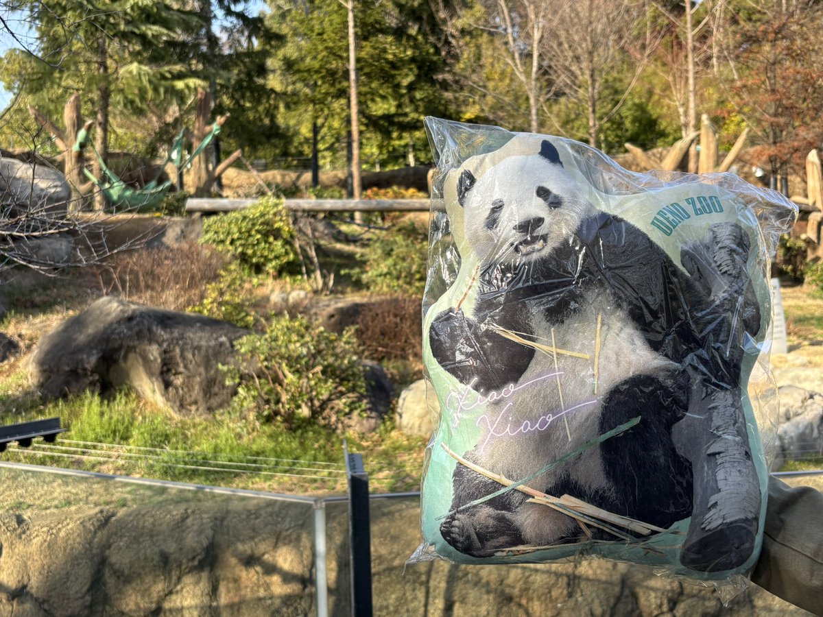また通り抜け出来る期間作ってくれますように🐼💚🐼🧡 #シャオシャオ