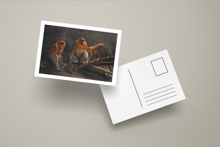 pagipho's tweet photo. Fine Art for Sale

#Primates Fine Art Portrait Series
.
Only $1 you can get Postcard JPEG file: 1847 x 1247 pixel, 300 DPI.
.
#bekantan #primate #nature #animal #art #primatephotography #fineart #fineartportrait #pagipho #monkey #proboscismonkey #wildlife #indonesia #fauna https://t.co/bcOr739pGj