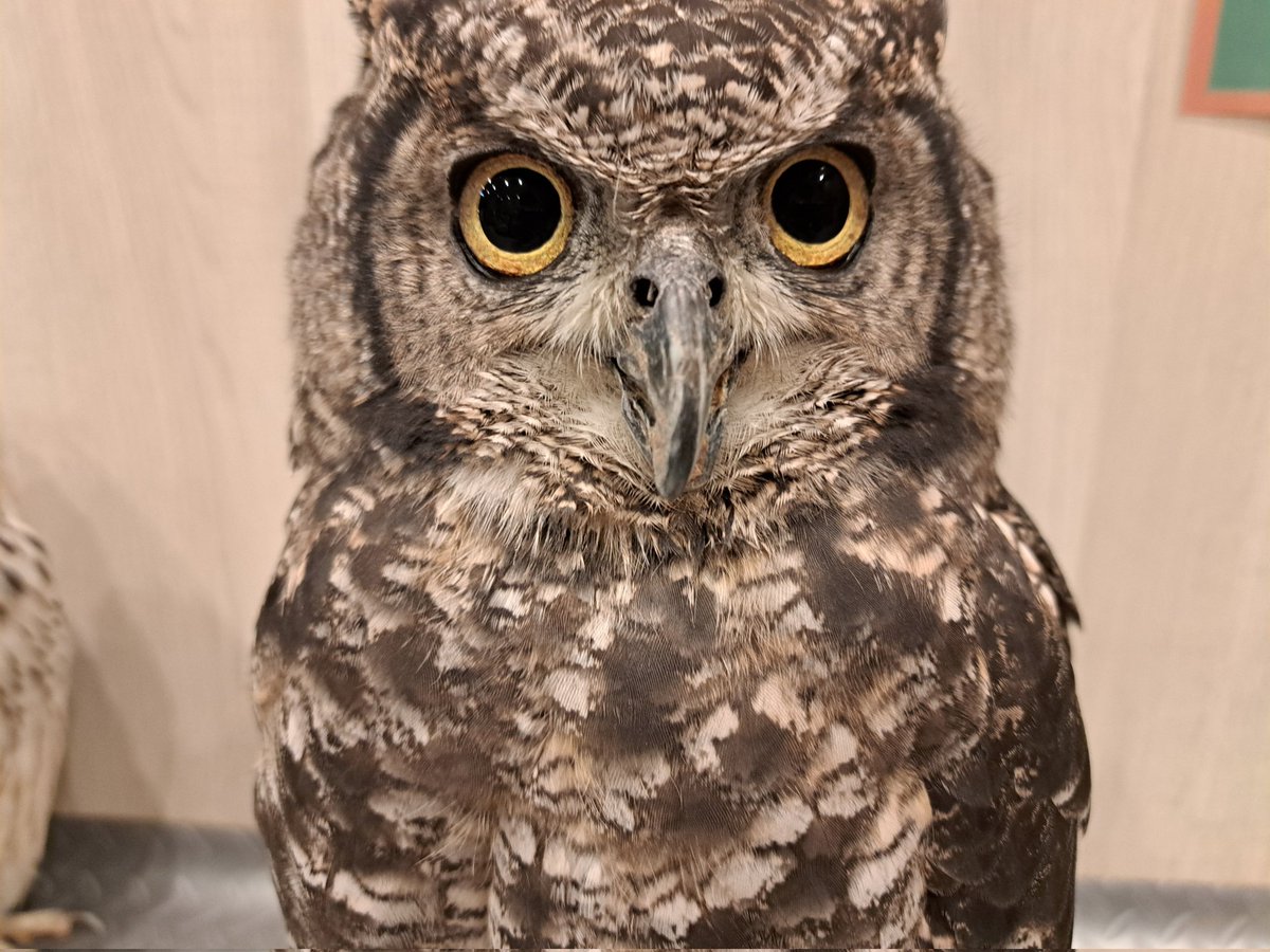 わたどーるmozo店オープンしました！ 昨日来たアフリカワシミミズクの