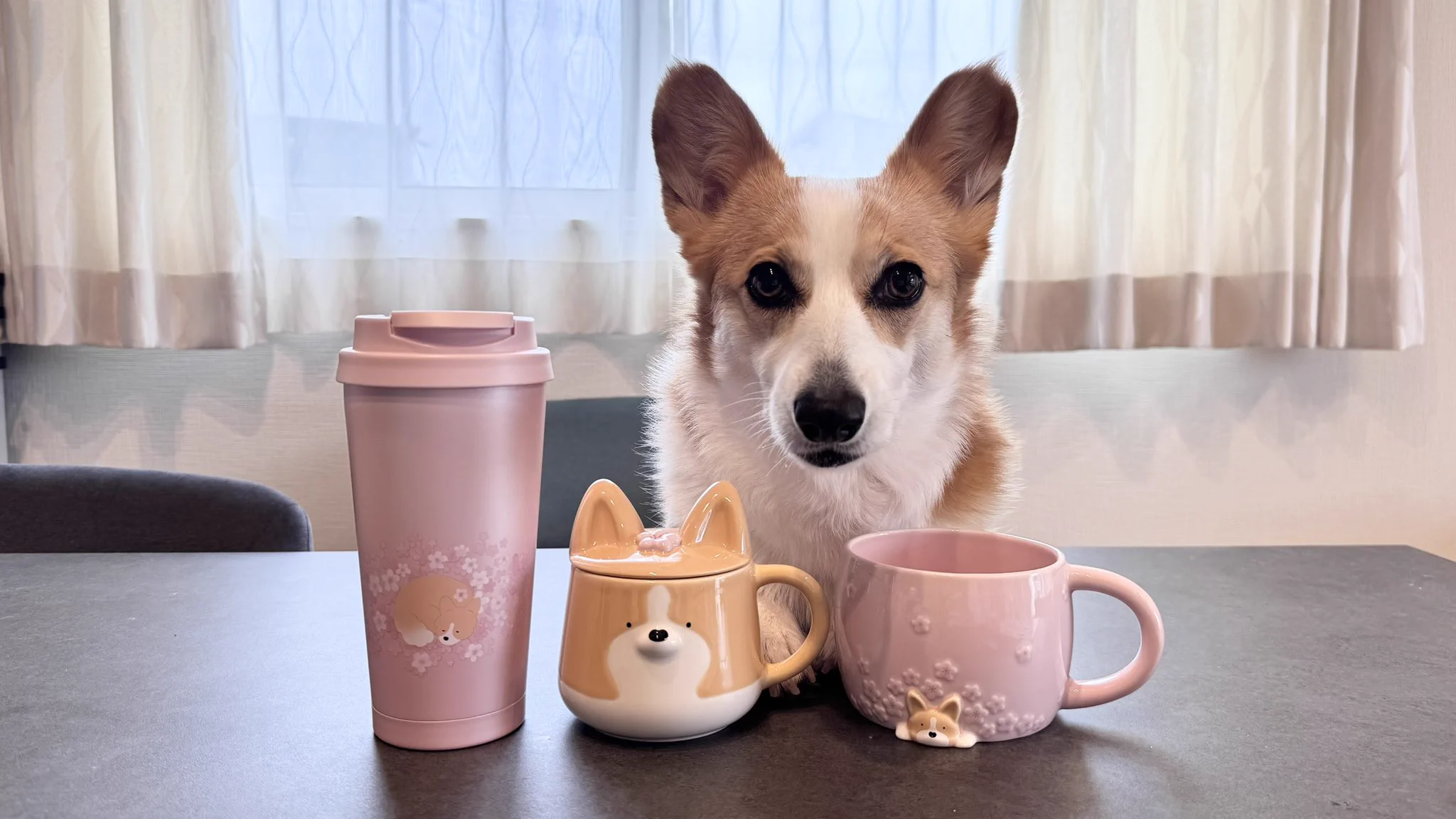 みりん（コーギー）&七味（三毛猫） on X: 