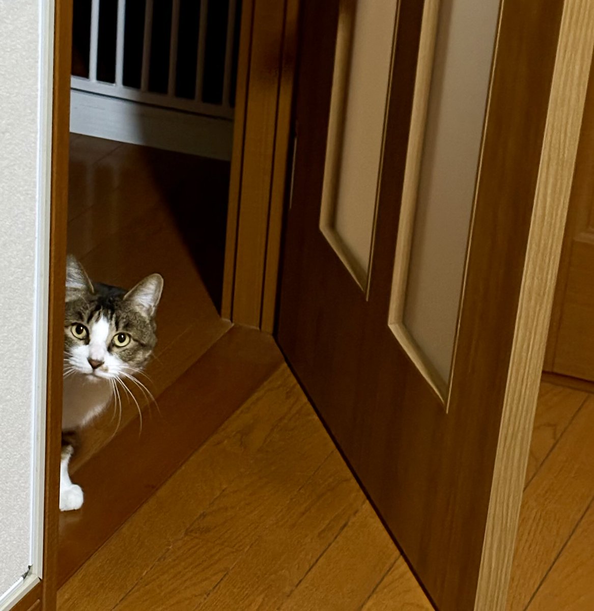 Tetsuo20499's tweet photo. 鉄男は「ご報告猫🐈」でトイレ後は必ず知らせにきます🐾
わざわざ2階から降りてくるので運動不足解消になります😁

#ねこのいる暮らし𓏲𓎨 
#猫のいる暮らし 
#猫好きさんと繫がりたい 
#保護猫と暮らす https://t.co/rth7vjHFwe