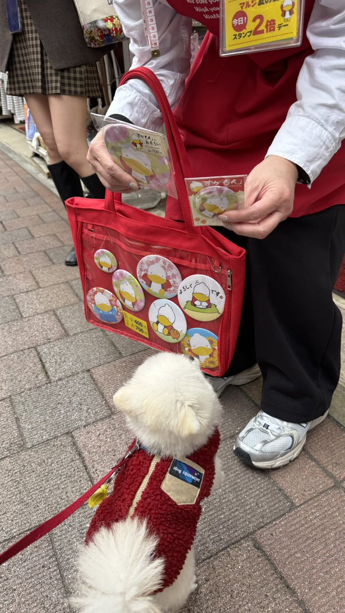 Sugamon_dagamo's tweet photo. マルジさんで本日発売の新作缶バッジです🥰 by スタッフ
#すがもん #缶バッジ #マルジ https://t.co/IfvRyGDBzJ