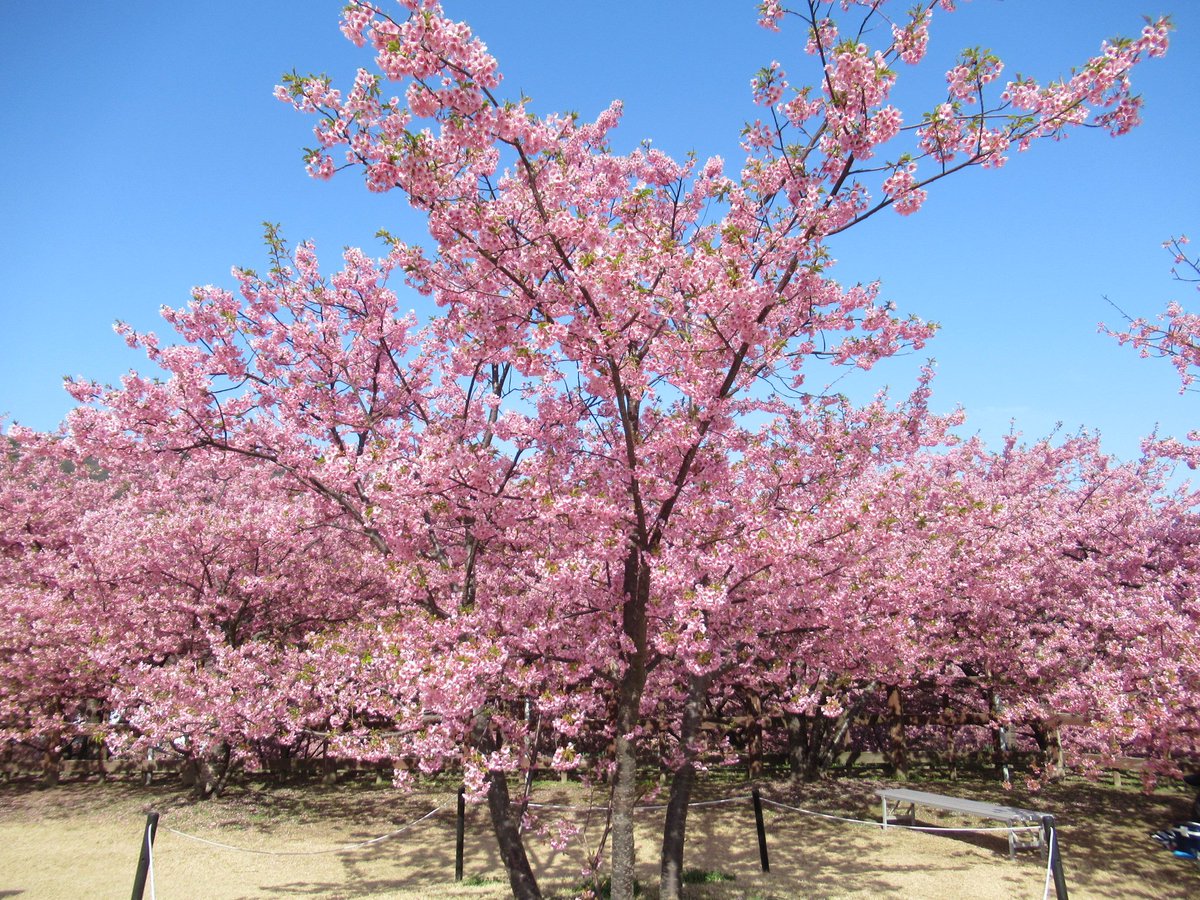 満開の桜だね🌸 一緒にお出かけありがとう🥰
