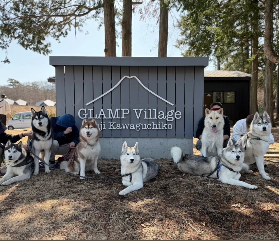 ︎✿あんず✿ハスキー (@husky_anz0516) / Posts / X