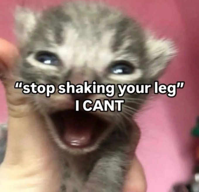 Cat TikToks (@cattiktoks) on Twitter photo 