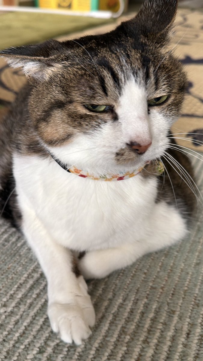 たけし先生(シニア猫チビチビの飼い主) tweet media
