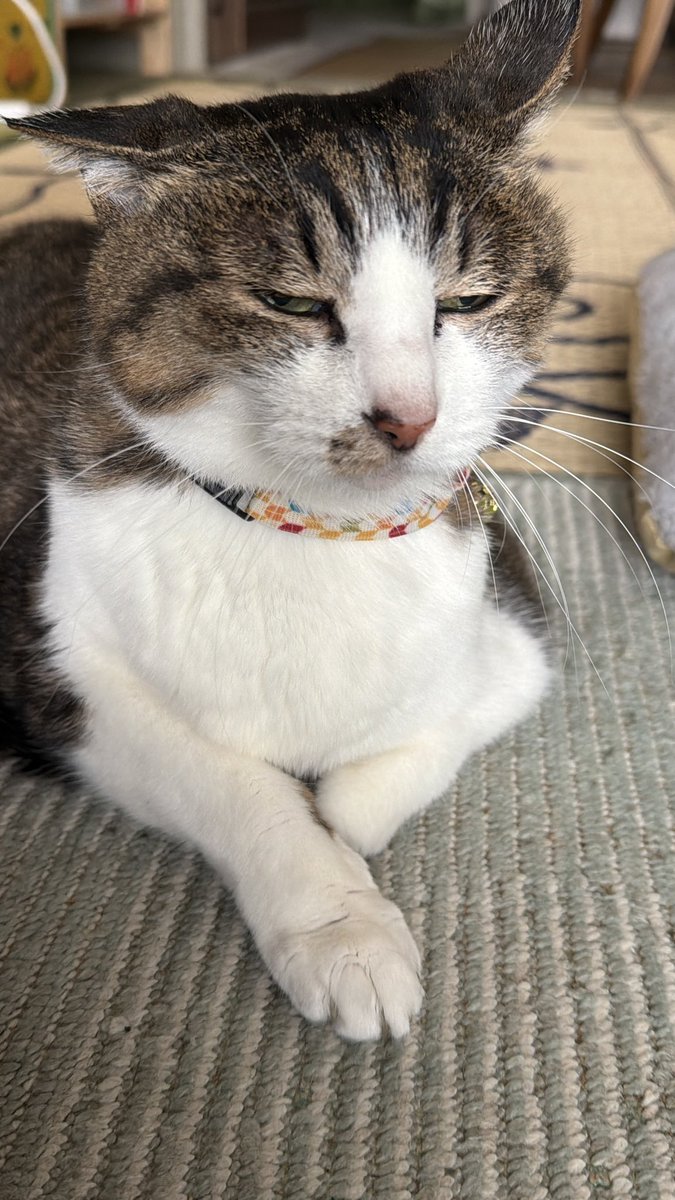 たけし先生(シニア猫チビチビの飼い主) tweet media
