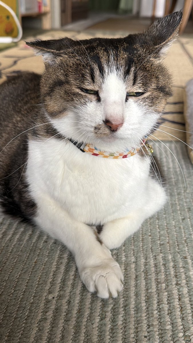 たけし先生(シニア猫チビチビの飼い主) tweet media