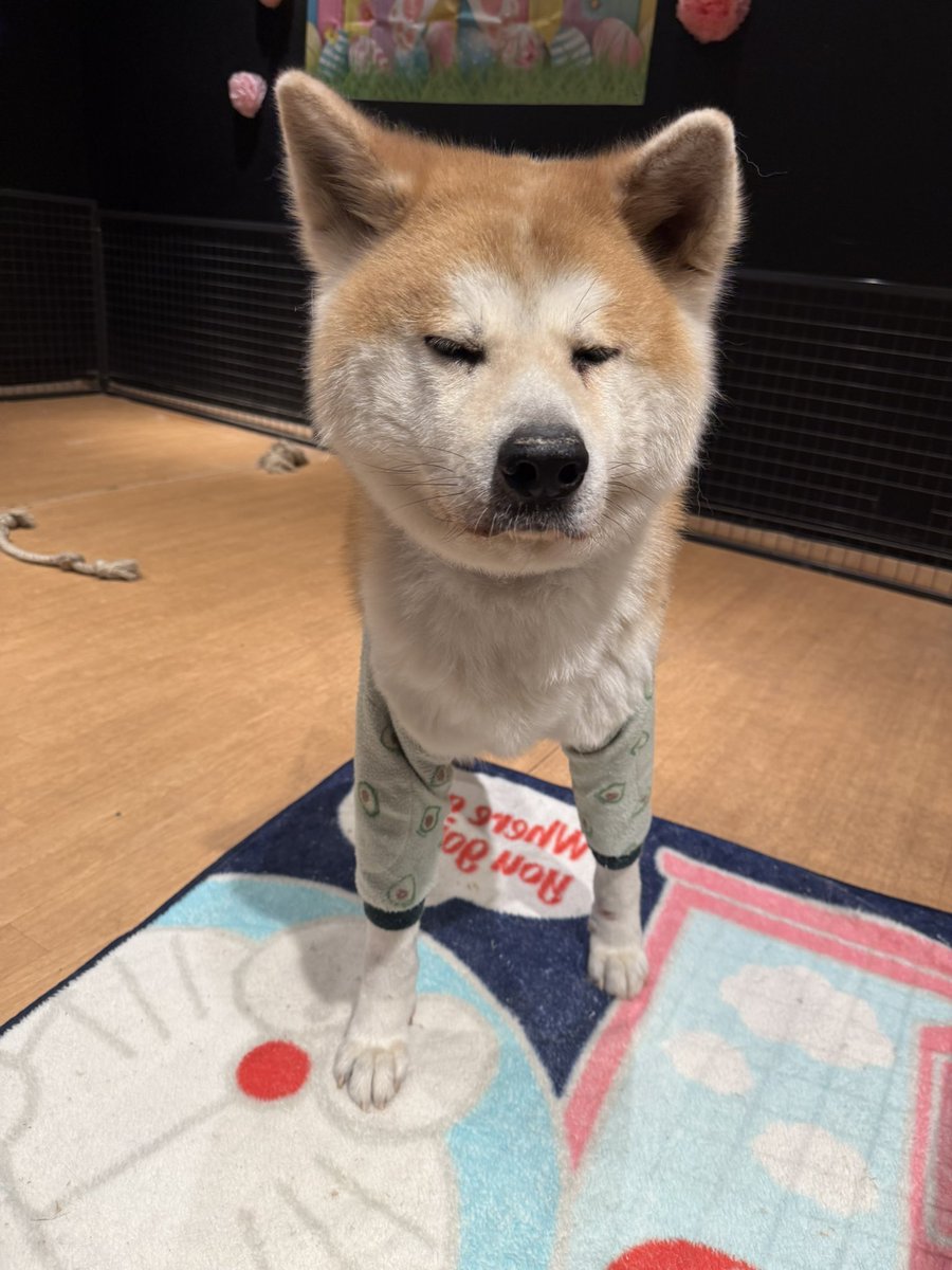 kabazoo_kashiwa's tweet photo. 今日のアーリーくんです🐶
半目になってしまいました📸笑
#kabazoo #秋田犬 #看板犬 #akitainu https://t.co/6TnNdjt8jI