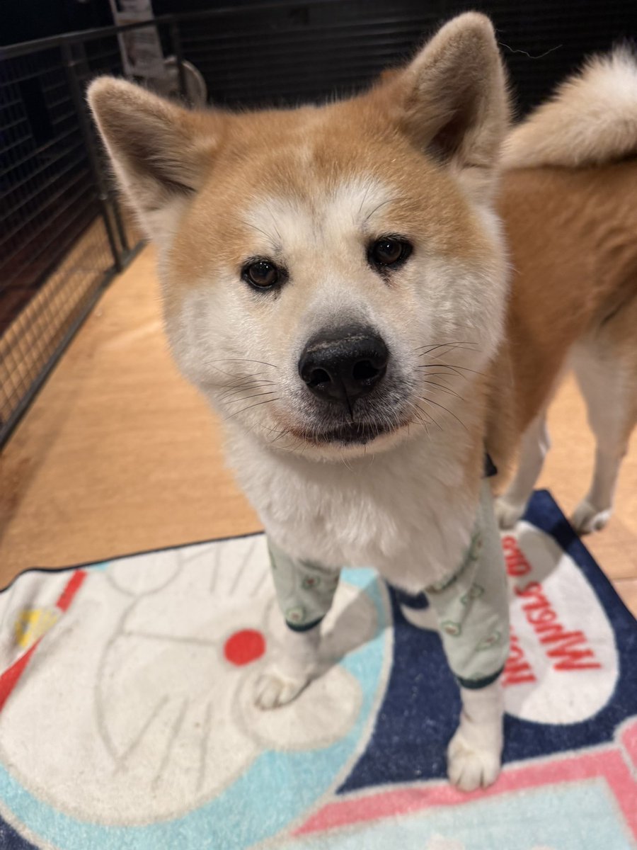 kabazoo_kashiwa's tweet photo. 今日のアーリーくんです🐶
半目になってしまいました📸笑
#kabazoo #秋田犬 #看板犬 #akitainu https://t.co/6TnNdjt8jI