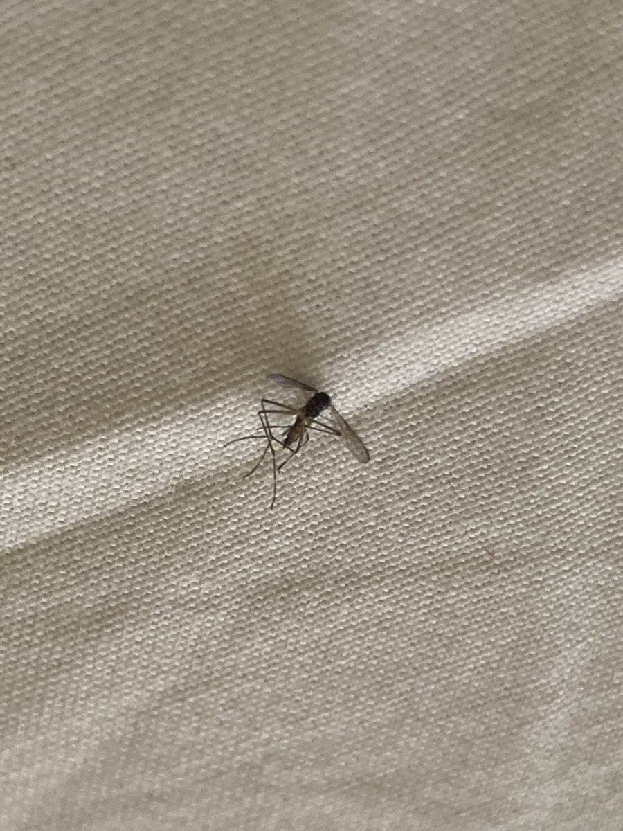 Flakyi's tweet photo. "¡Me canso ganso! dijo un zancudo cuando volar no pudo, una pata se le torció y la otra se le hizo nudo, luego le dio la tos y se quedó mudo". https://t.co/TMzVsWquza