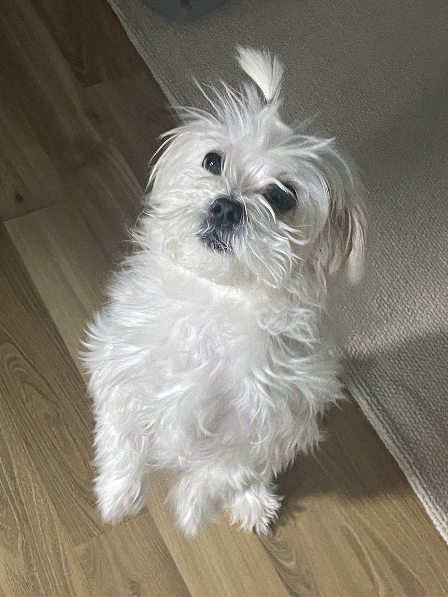 김체리 tweet media