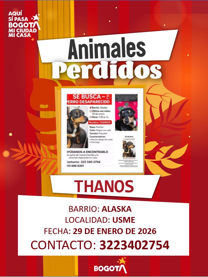 #SeBuscan Estos perros y gatos se perdieron de sus hogares y hay familias que los están buscando.🔎🐾

Si se perdió tu 🐶o😽 envía su foto, información y datos de contacto al correo animalesperdidos@animalesbog.gov.co