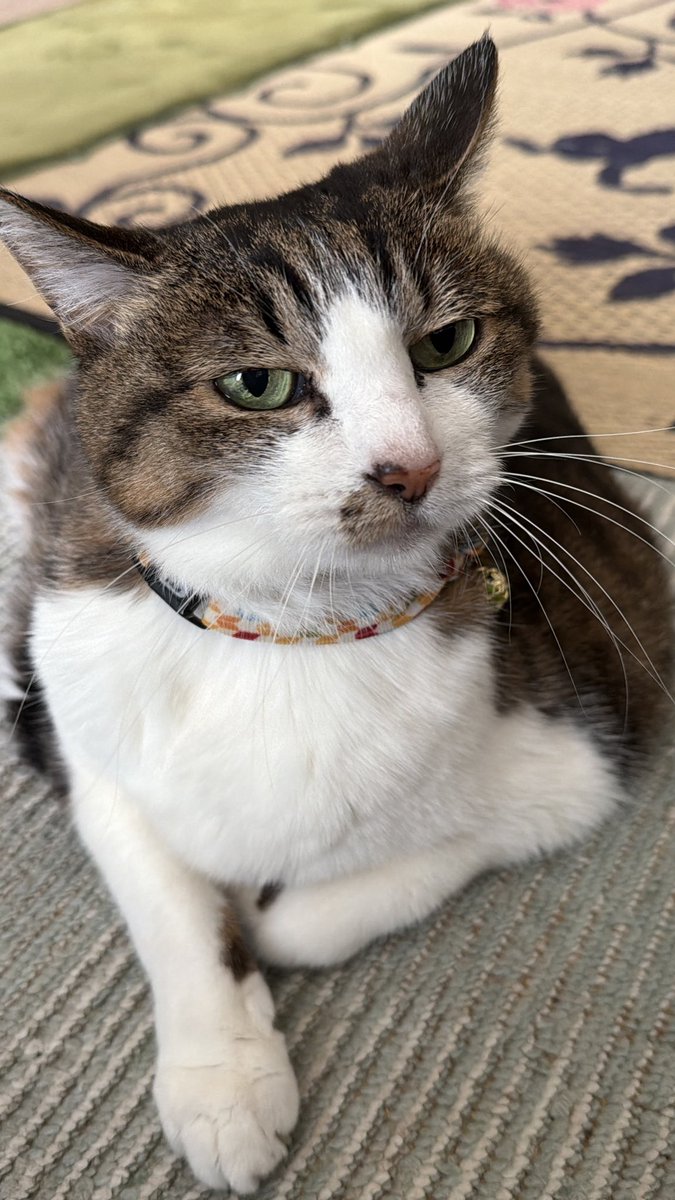 たけし先生(シニア猫チビチビの飼い主) tweet media