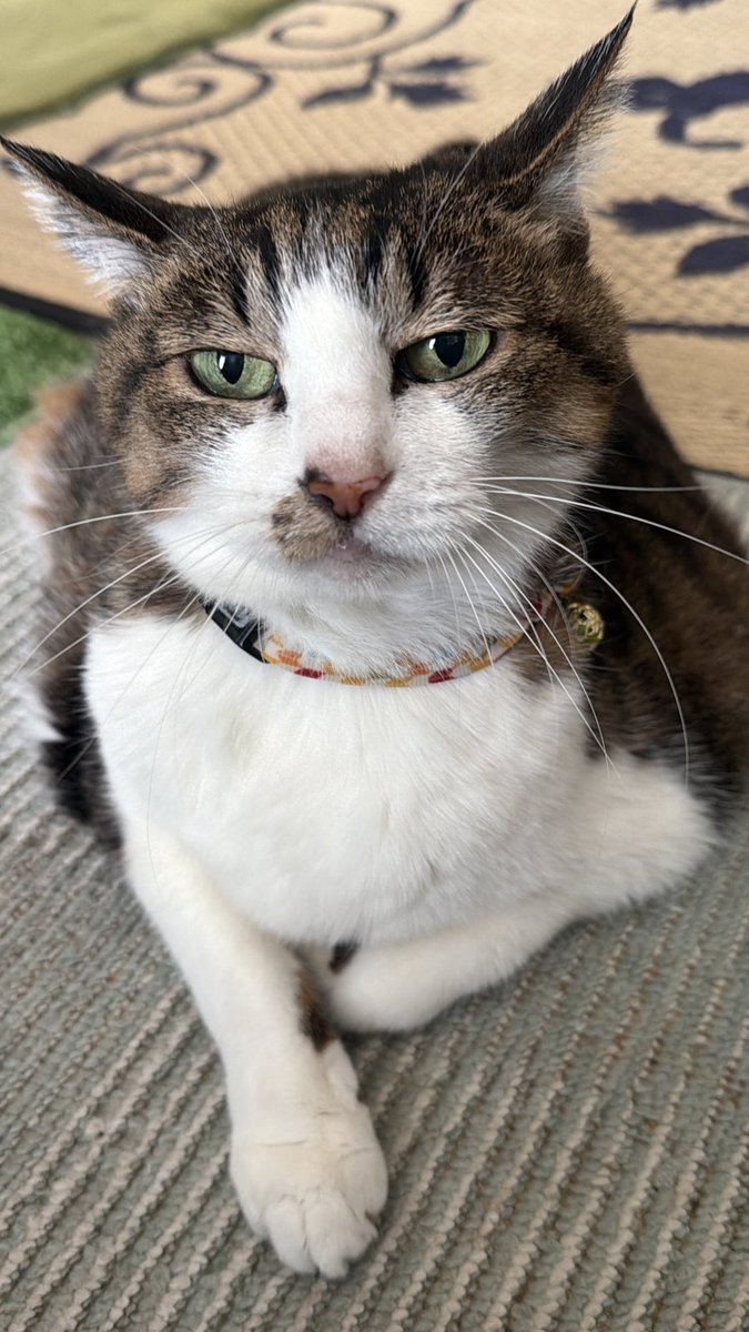 たけし先生(シニア猫チビチビの飼い主) tweet media