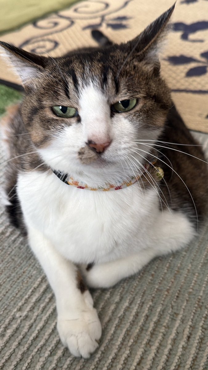 たけし先生(シニア猫チビチビの飼い主) tweet media