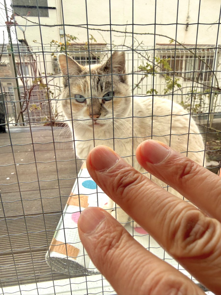 encorewat's tweet photo. つつがなく暮らす地域猫の朝ははやい❣️☀️😺

A peaceful morning for a local cat❣️☀️😺

#渡辺邦孝 #地域猫 #LocalCat #KunitakaWatanabe #エスカルゴアラカルト #EscargotALaCarte #デスクリムゾン #DeathCrimson #アクション #Action #アンコール音楽工房 https://t.co/9weia6WMfs