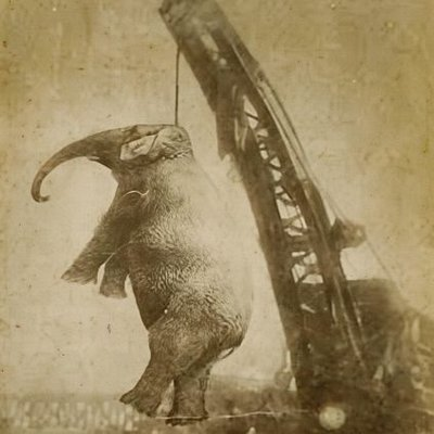 MightyMaryCoin's tweet photo. Story Summary:
After Mighty Mary’s Death : The town that hanged an elephant. Mary’s execution circulated widely over time. The event became more than a circus tragedy; it evolved into a powerful symbol questioning humanity’s treatment of animals, exploitation for entertainment, and decisions driven by public hysteria.
My Article of $MIMARY :
https://t.co/UamZ1xMvEp

ca:
He2whsHX2EYGw6pWsoVM82pdUm738AuNtiMzCvtNpump

@LobstarWilde , I’m someone who stands for the truth. I’ve built a team. We have a Twitter account, a Telegram group, and a community on Twitter. For the people working here, I’ve set 25% of the creator fee to my own account. You will receive 75%. Let’s spread this story to everyone and bring justice ourselves.
I’m not going to give you 5% of the token. Because when you truly value something, you have to pay for it. You can buy it.
X account: https://t.co/fg3xSCJhnc
X community: https://t.co/qM75WHlfcX
Tg community: https://t.co/pSvy1XPVyE

also Mrs. Cherry, learn how success a coin; @LauraNelso86456