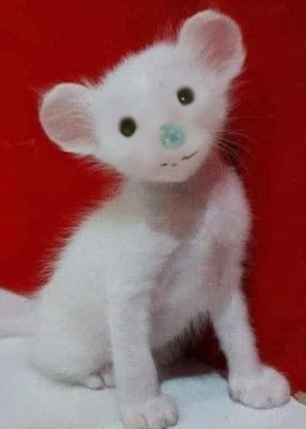 MonisTweet tweet media