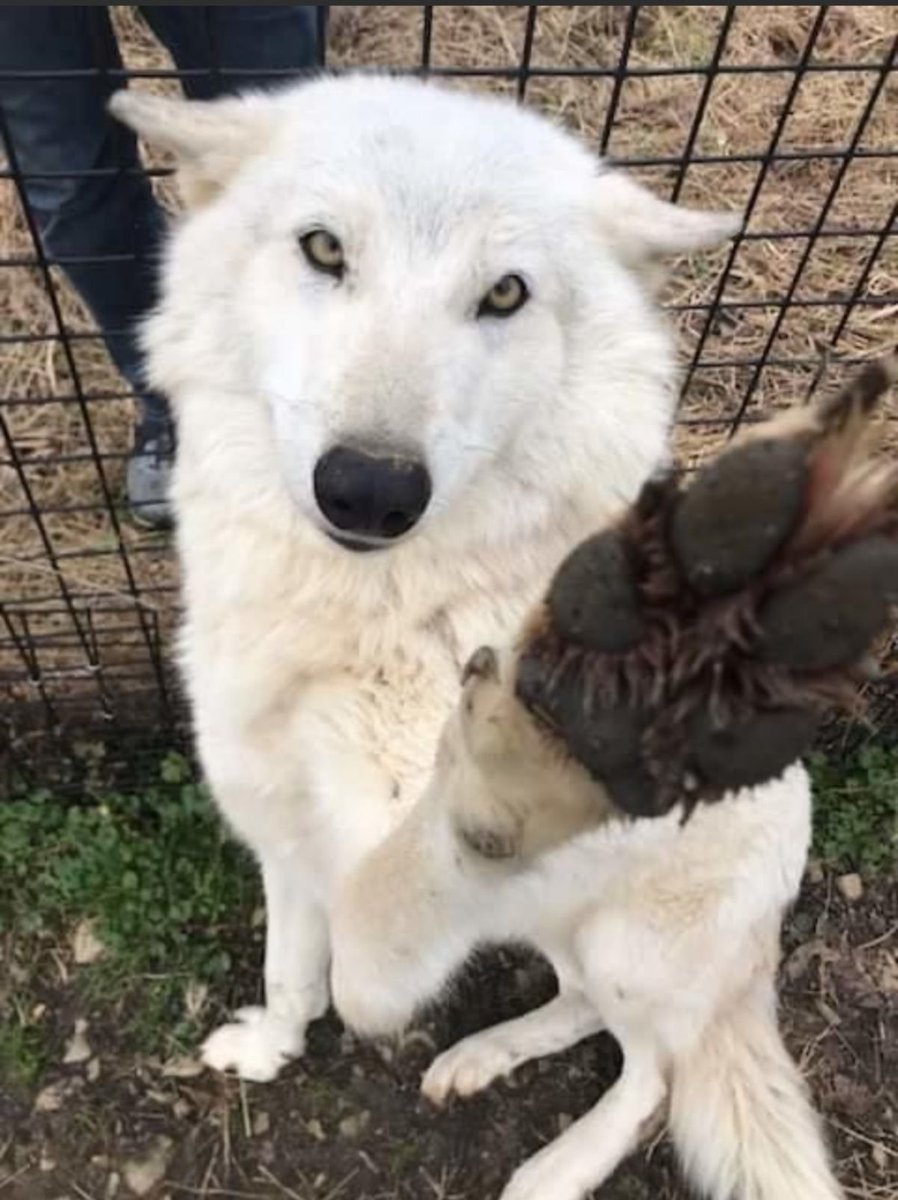 woof "pronouns" woofington tweet media