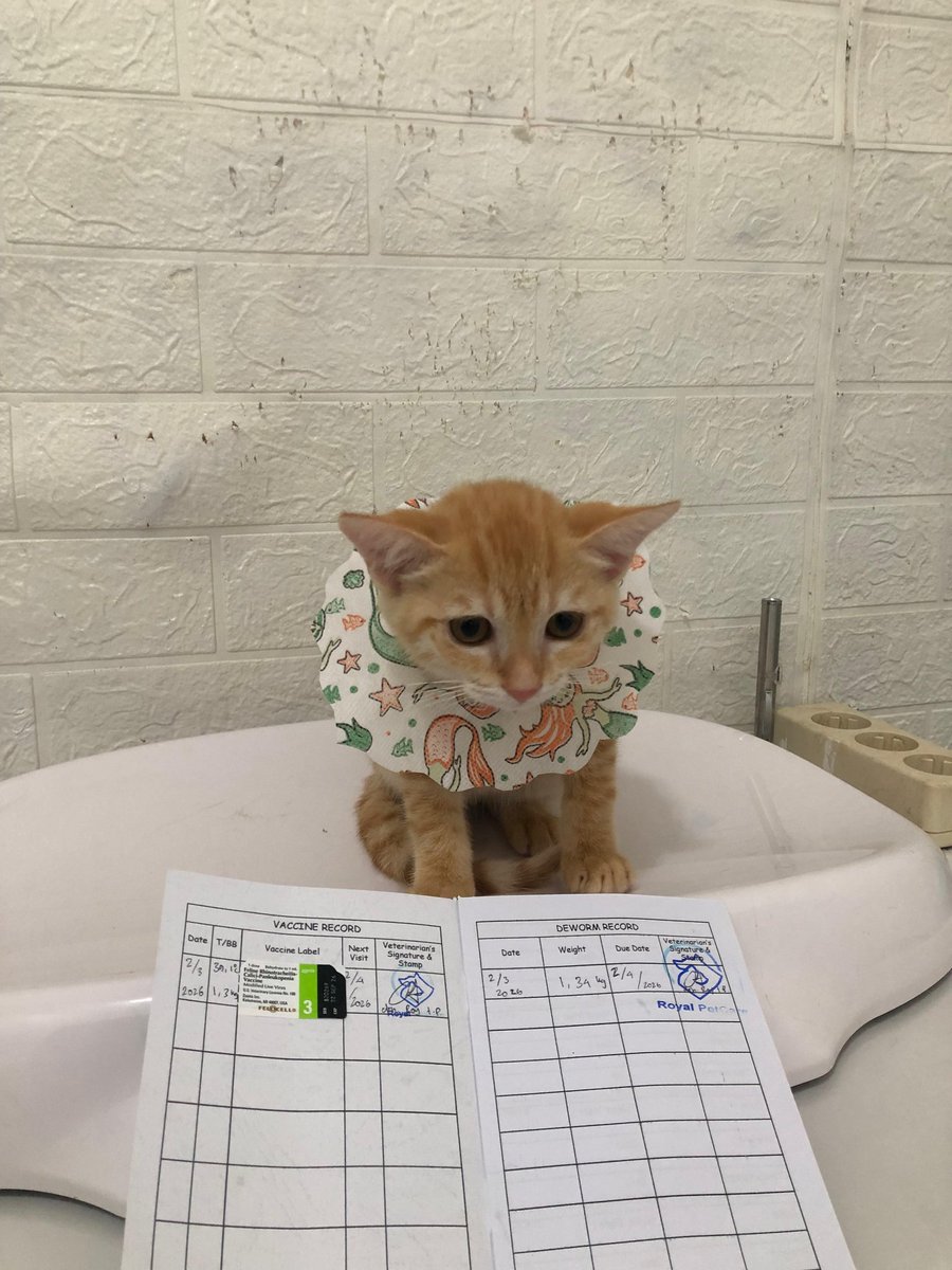 Halooo, Michi lemes udah mandi sama udah divaksin dan minum obat cacing. Michi istirahat dulu yaaa