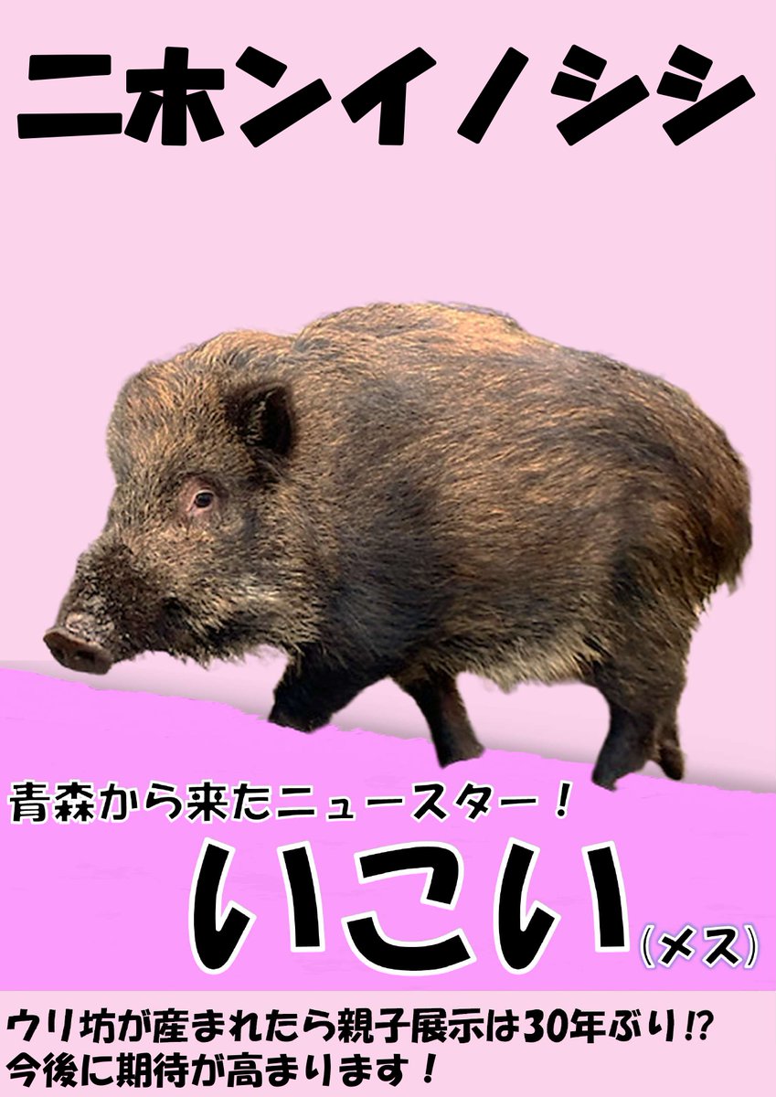 ファミパ動物選挙 候補者紹介 ①いこい（二ホンイノシシ・♀） 昨年11