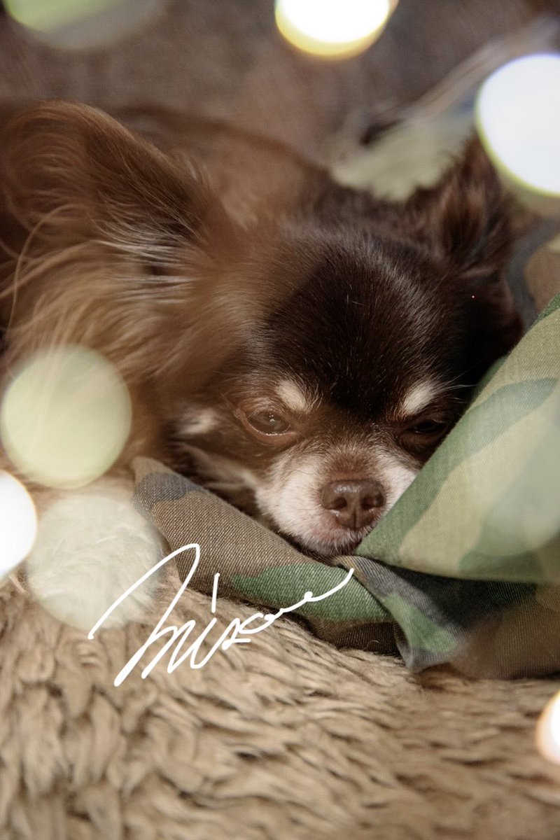 zerooffice11's tweet photo. 暖かくすると眠くなーる🥱

#japan #photo #photographer #dog #チワワ #神奈川 https://t.co/SkMJC6uRWk