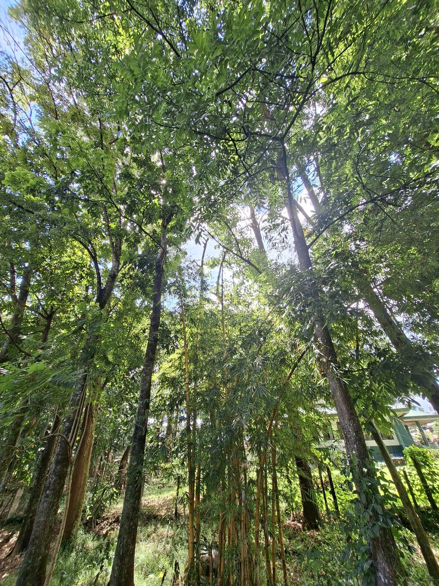cthin30's tweet photo. highlighting a dense canopy of tall, green trees and a significant cluster of yellow bamboo stalks in the foreground. The photo is taken from a low angle, looking upward toward the sky, which creates a sense of scale and highlights the height of the vegetation.
#altercdo https://t.co/6bOHLvgg05