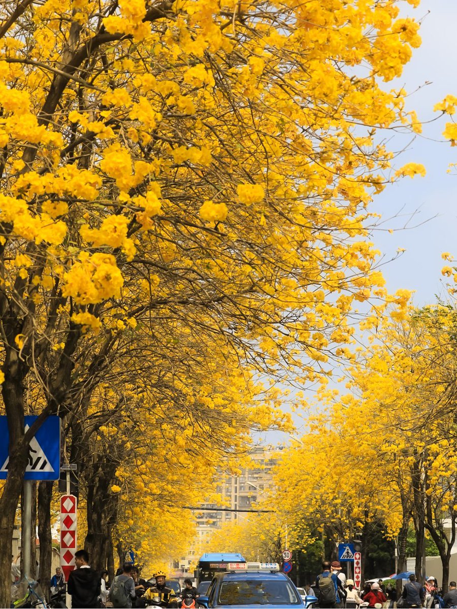 J4sonWong's tweet image. 春游第五站:深圳，春天的鲜花大道具象化了🌼
The fifth stop of the spring outing: Shenzhen. The flower-lined boulevards in spring have come to life. 🌼
#春游 
#springouting
#深圳
#Shenzhen