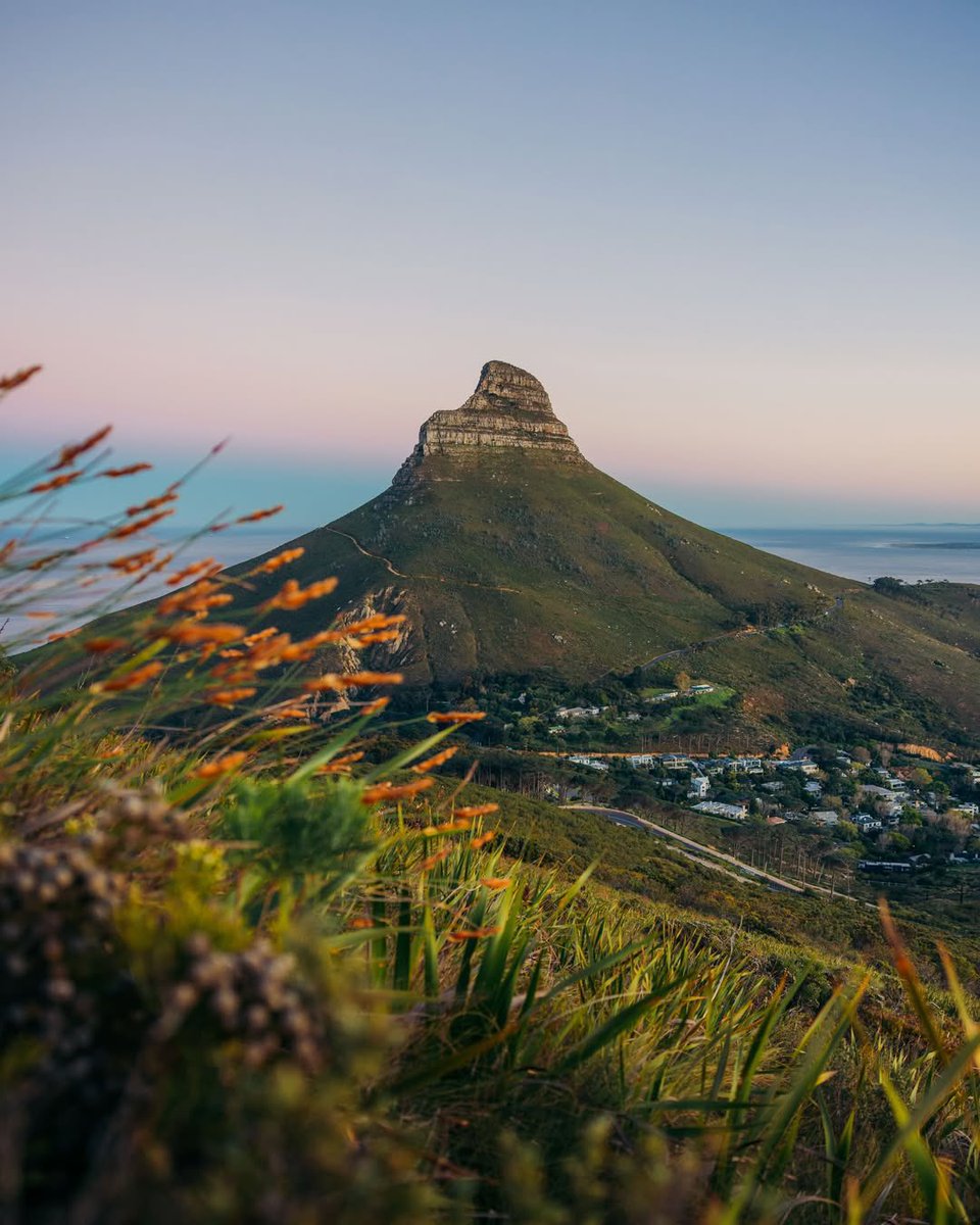 Scenic Cape Town mountain at dusk with foreground flowers, town & ocean. 