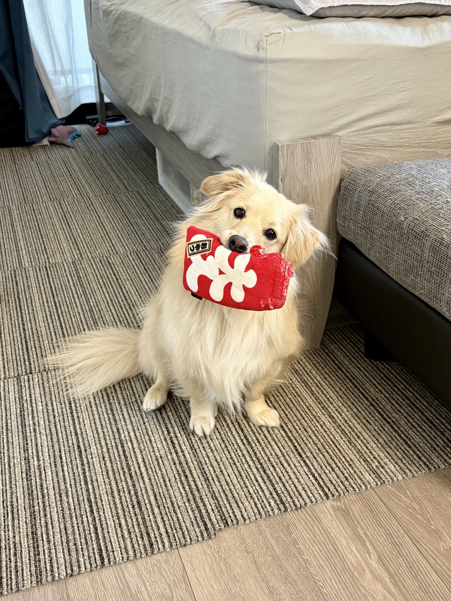 ポメックスのとろろくん (@monaka_0507) / Posts / X