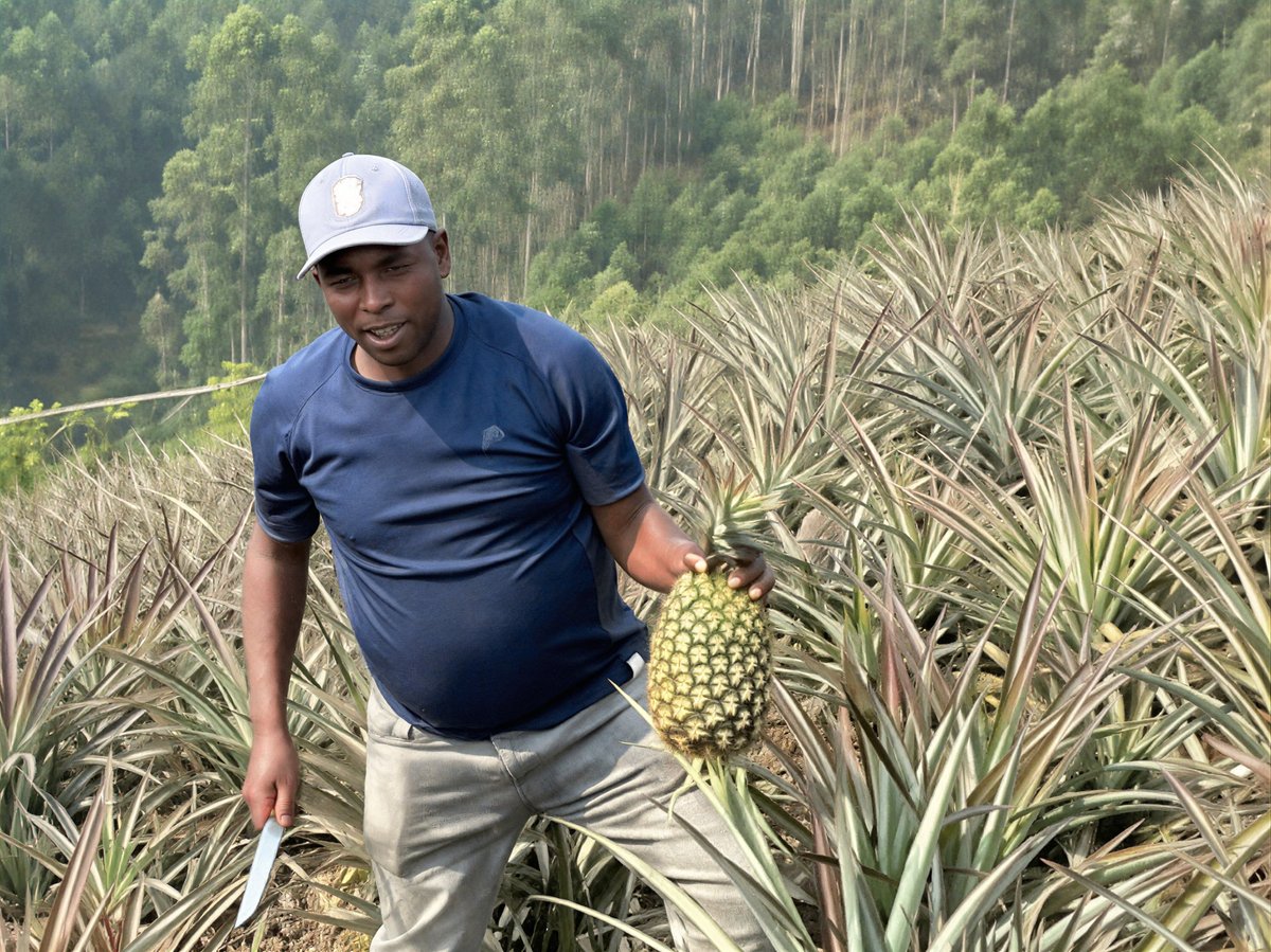 Solaragritech6's tweet photo. Pineapple harvest day 🍍🔥
Nothing beats the feeling of seeing hard work turn into sweet results.
#PineappleFarming #Harvest #AgriBusiness #RwandaAgriculture #FarmLife https://t.co/tOyirJ8sBx