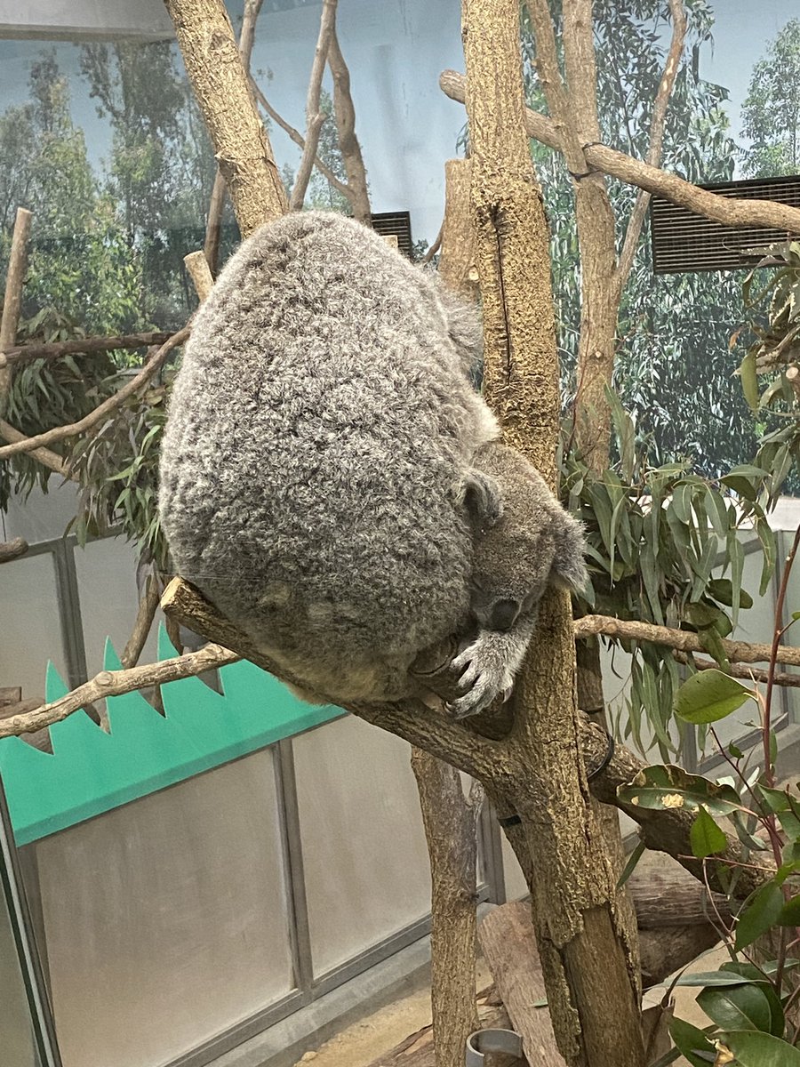 ojigin's tweet photo. 鹿児島でとってもコアラ見てる！ https://t.co/5rvn1mfZrF