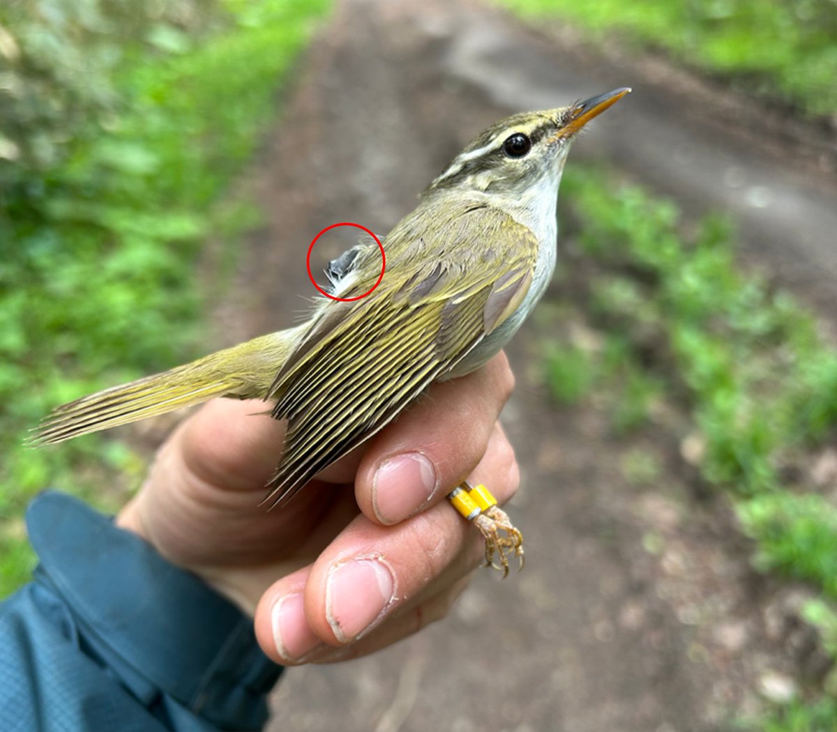 森林総合研究所（森林総研） tweet media