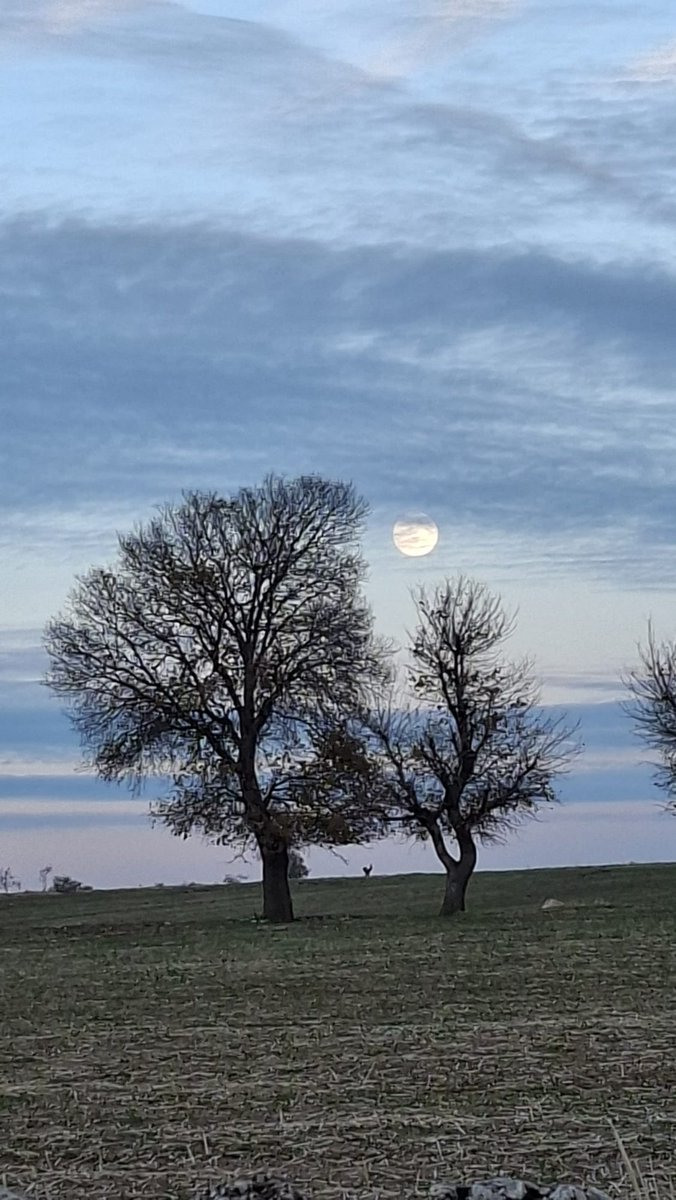 Sebukona 💫💫💫 tweet media