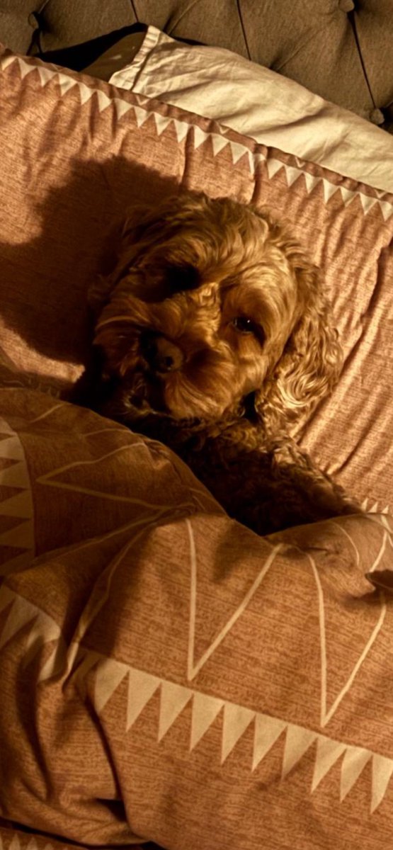 PAUL REES tweet media