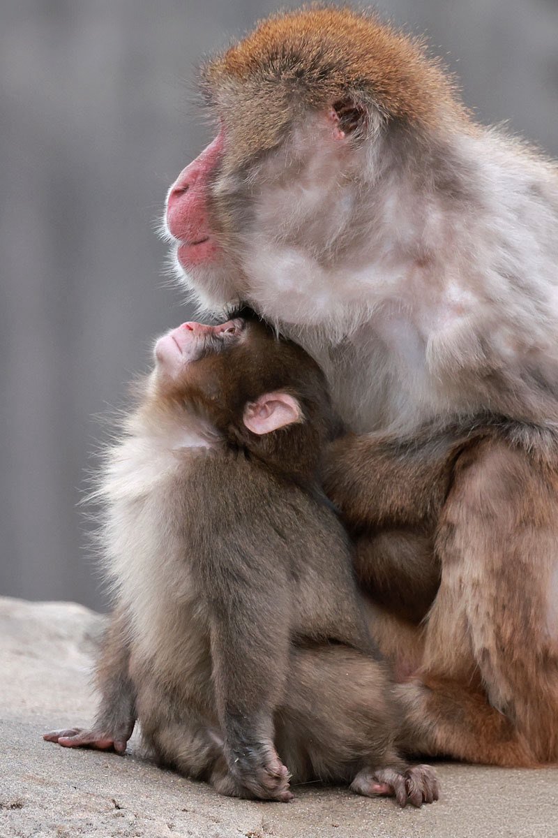 noreut_'s tweet image. 어른온싱이를 바라보는 눈빛이 초롱초롱
#PunchMonkey #punchi #がんばれパンチ