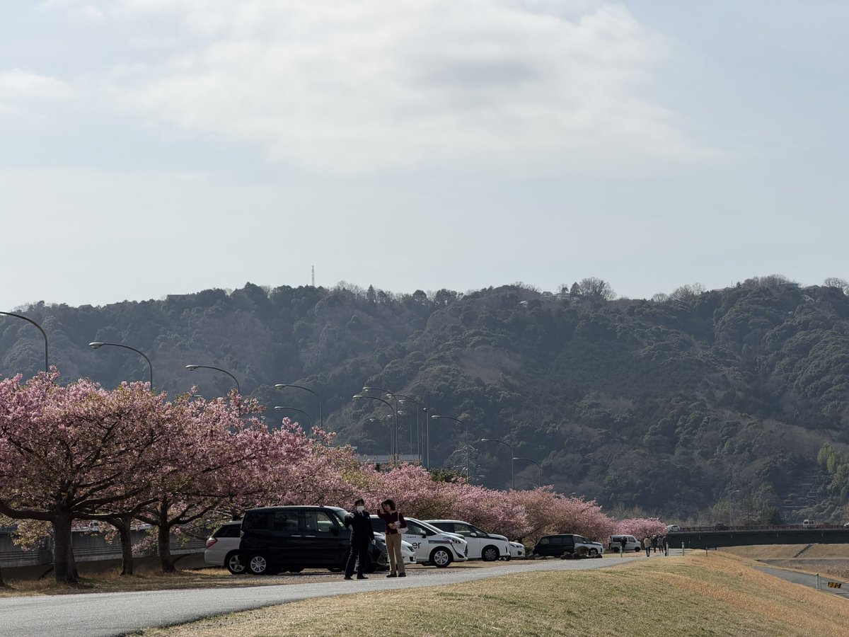 beautiful_Izu's tweet photo. 伊豆の国市城山の城山さくらは儚げな感じで散り始めてます🌸
修善寺道路から素敵な車窓が眺められます👀
#伊豆の国市　#城山さくら　#伊豆観光　#伊豆旅行 https://t.co/AdWpFvRFVe