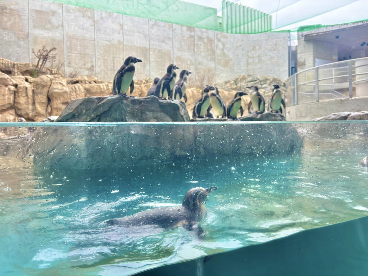 セレサポ長崎遠征 AT何分あるねんという感じですが… 長崎ペンギン