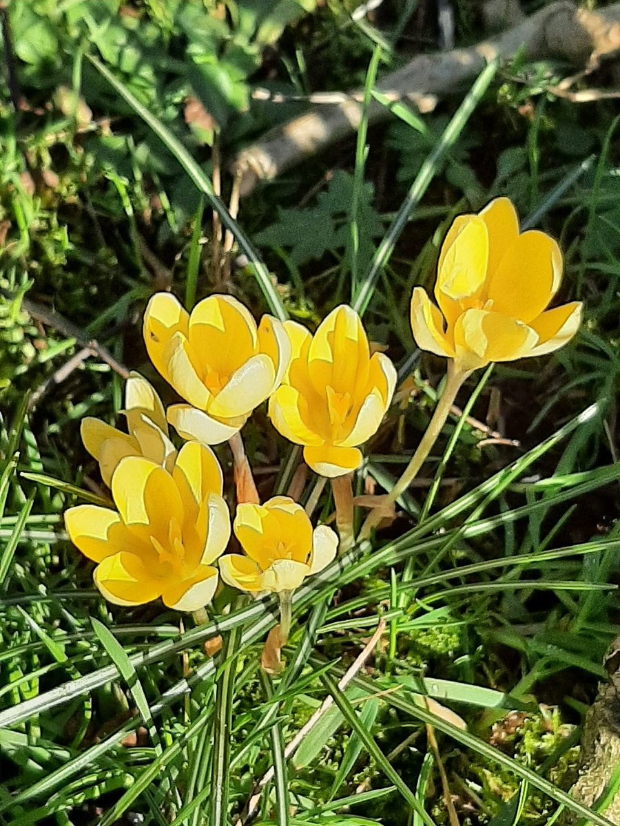 lynne chitty tweet media