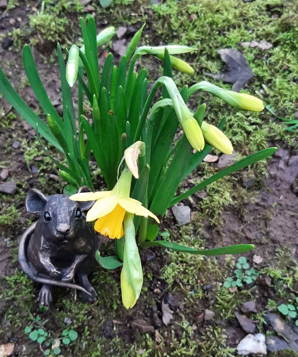 lynne chitty tweet media