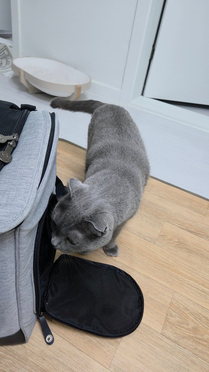 예방접종 다녀온 늠름고영
가기전엔 근처에도 안오면서 다녀오고나면 가방도 들여다봄