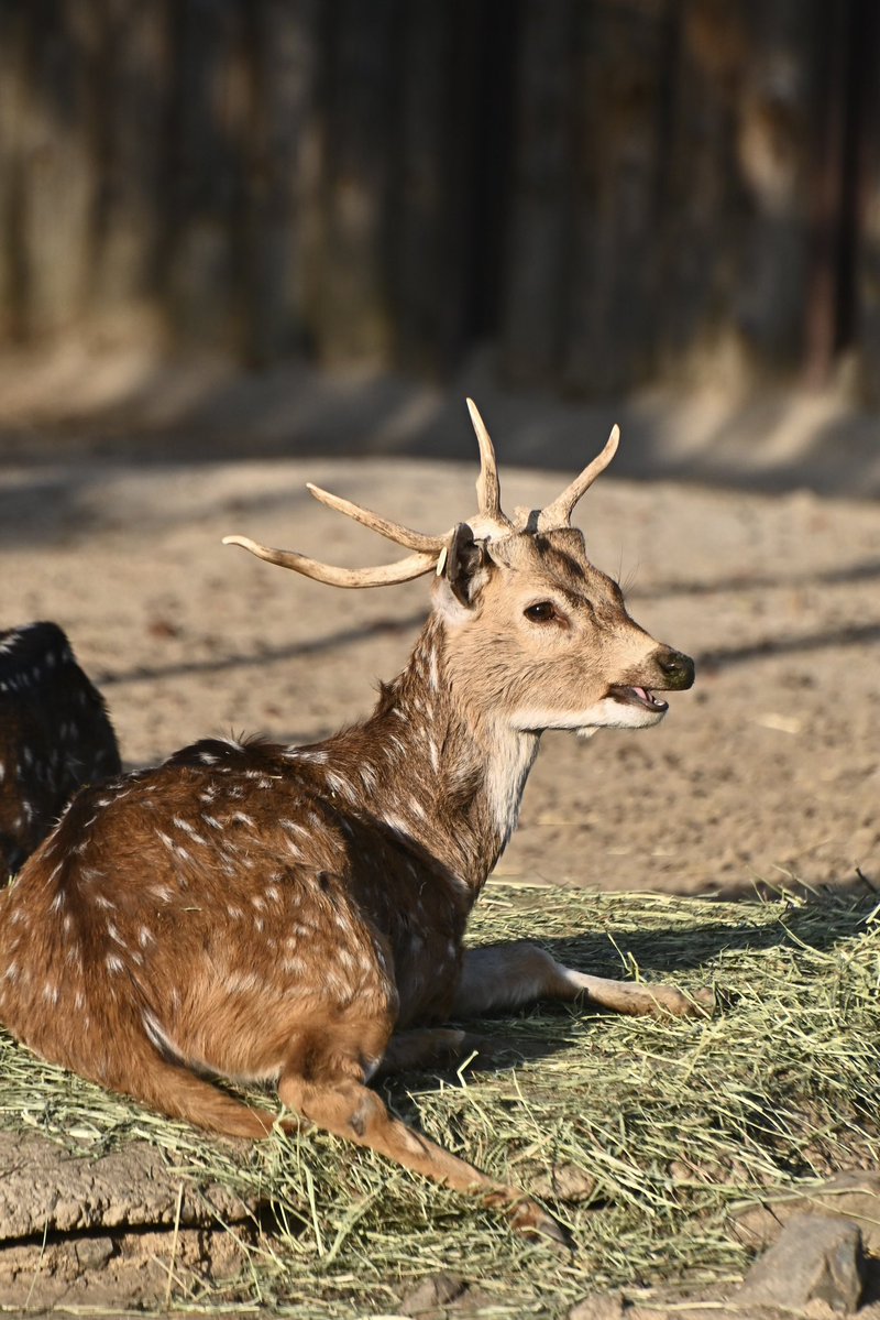 マキオの角はいつ落ちるのかなぁ🤔 1枚目→2026.02.15 2枚目→2026.02